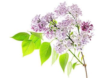 《觅长生》公布未来更新计划 澄清手游《觅仙途》